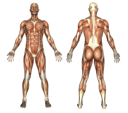 muskelbeanspruchung Bein